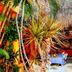 Casita de Maya Boutique Hotel in Cozumel with tropical courtyard, palm trees, and outdoor dining area
