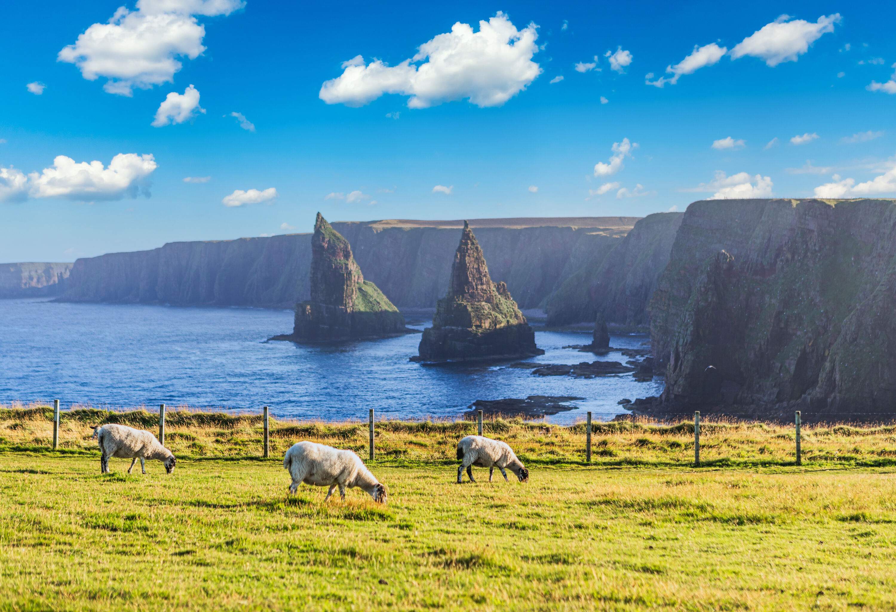 A grassland with grazing sheep overlooking two pointed rock formations in the ocean along the cliffs.