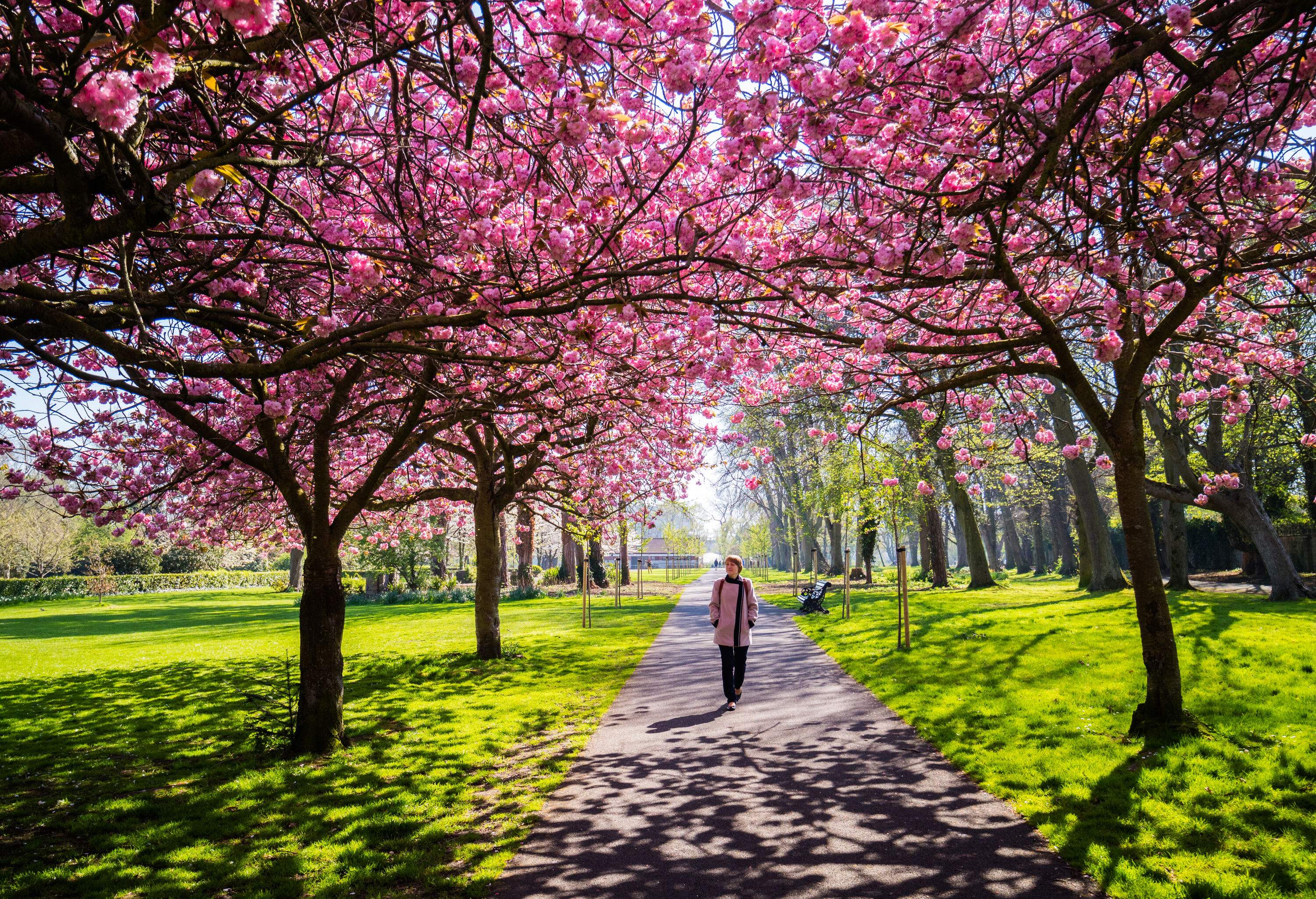 A woman strolling down a path shaded by cherry trees that are in full bloom.