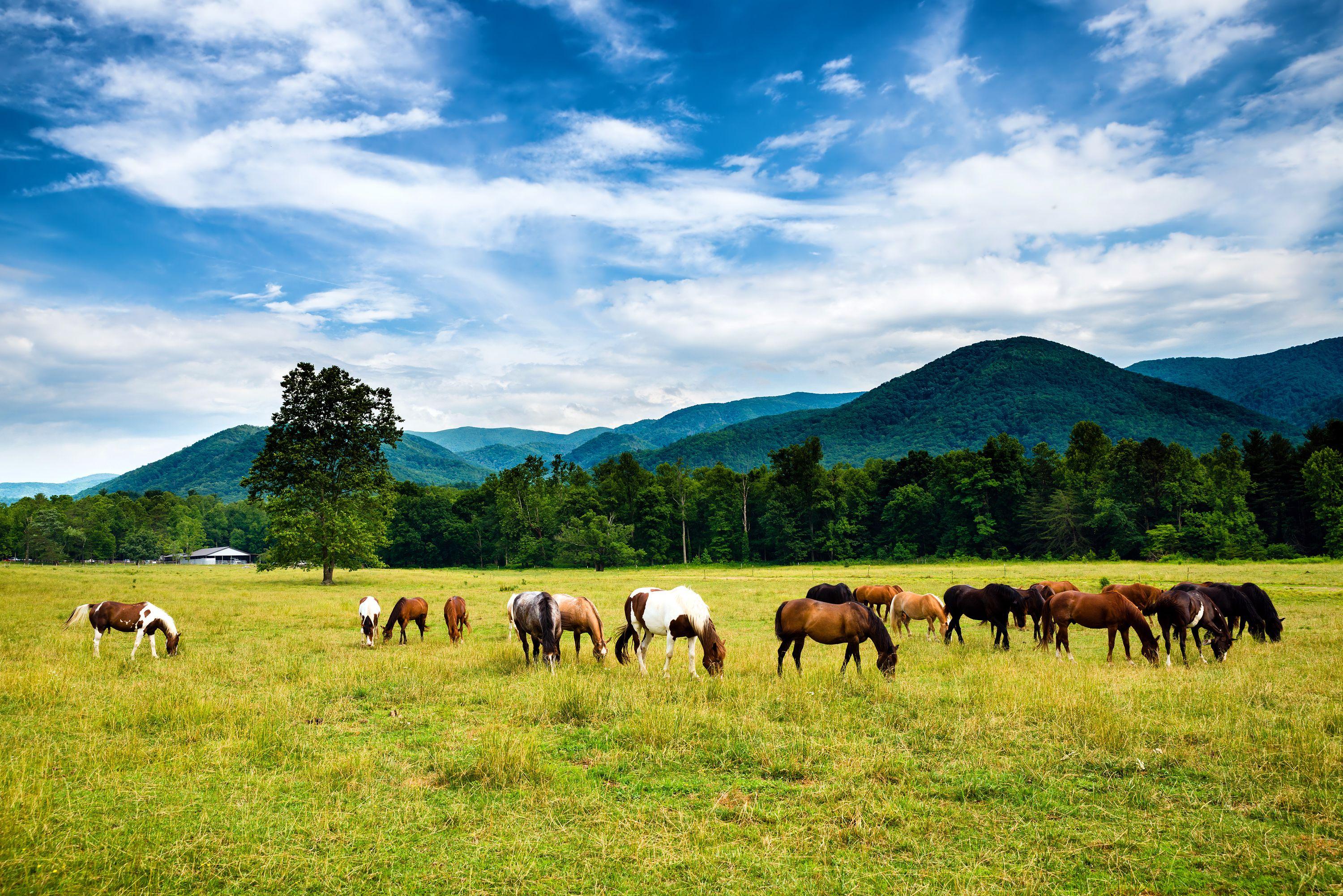 Cheap Flights from Arkansas to Tennessee from 51 KAYAK